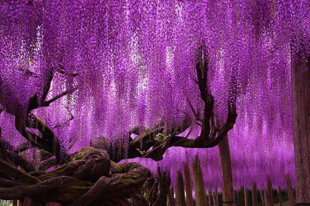 Кавати Фудзи - сказочный сад цветов