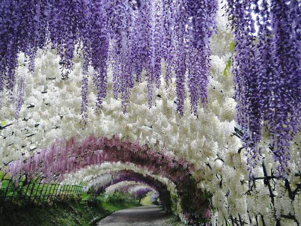Această grădină de flori cu adevărat minunată este amplasată în nordul prefecturii Fukuoka din Japonia. Peste 20 de tipuri de flori atrag sute de amatori ai naturii din toate țările. Fiecare plantă din grădină este îngrijită ideal, iar instalațiile de decor sînt înnoite mereu...
