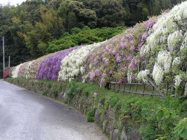 Această grădină de flori cu adevărat minunată este amplasată în nordul prefecturii Fukuoka din Japonia. Peste 20 de tipuri de flori atrag sute de amatori ai naturii din toate țările. Fiecare plantă din grădină este îngrijită ideal, iar instalațiile de decor sînt înnoite mereu...