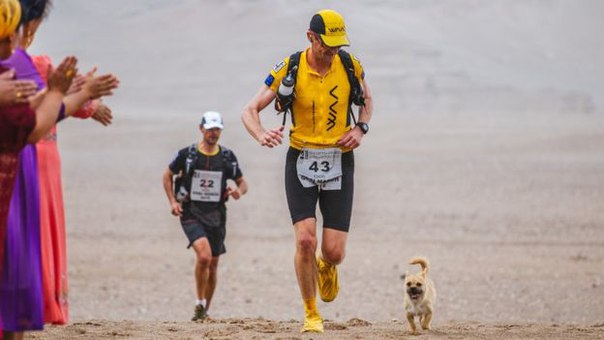 Un cîine vagabond s-a legat de un maratonist și a alergat cu el mai multe de 100 km prin pustiul Gobi. Acum el îl ca lua acasă.