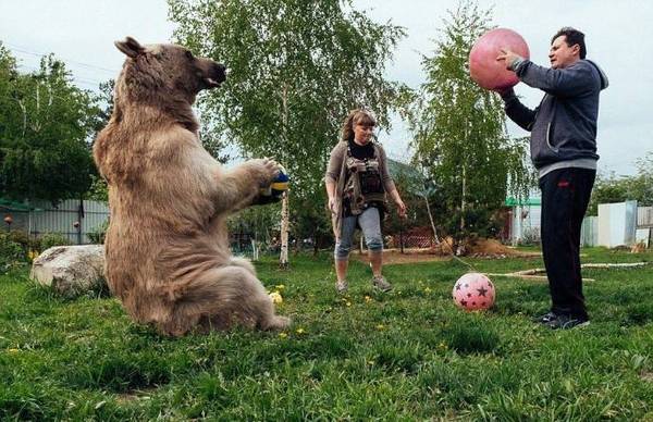 Publicația „The Daily Mail” a publicat un articol despre o familie din Rusia, în care trăiește un urs brun, Stepan. Autorii materialului vorbesc cu entuziasm despre prădătorul blînd.