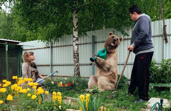 Publicația „The Daily Mail” a publicat un articol despre o familie din Rusia, în care trăiește un urs brun, Stepan. Autorii materialului vorbesc cu entuziasm despre prădătorul blînd.