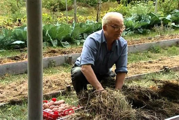 Без лопаты 20 лет: умный огород Замяткина