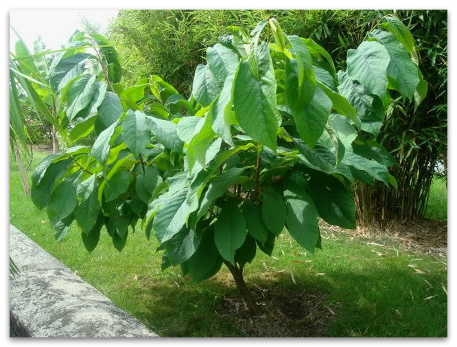 Азимина трилоба (трехлопастная) - Банановое дерево и смотрится декоративно, и дарит нам очень вкусные, сладкие плоды