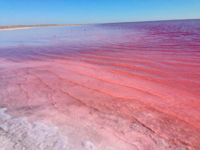 Озеро в России, которое каждый сентябрь - август превращается в «розовый кисель»