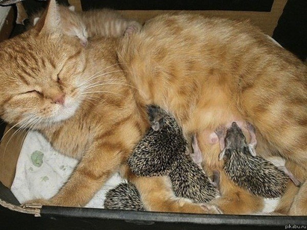 Кошка Соня стала мамой для ежат
