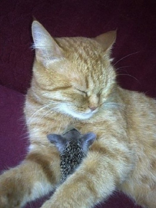 Кошка Соня стала мамой для ежат