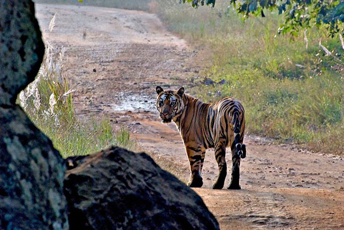Compozitorul din Bollywood Abhishek Ray a aflat, acum 10 ani, în timpul unei expediții în Korbett, cum activitatea omului poate distruge mediul de trai al tigrilor și altor animale sălbatice. Activitatea necontrolată a locuitorilor din sate, agricultura intensivă și braconajul – toate acestea amenință natura sălbatică din India, ce l-a determinat pe Ray să cumpere terenurile pentru o rezervație naturală