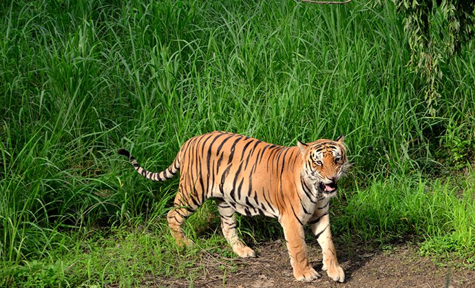 Compozitorul din Bollywood Abhishek Ray a aflat, acum 10 ani, în timpul unei expediții în Korbett, cum activitatea omului poate distruge mediul de trai al tigrilor și altor animale sălbatice. Activitatea necontrolată a locuitorilor din sate, agricultura intensivă și braconajul – toate acestea amenință natura sălbatică din India, ce l-a determinat pe Ray să cumpere terenurile pentru o rezervație naturală