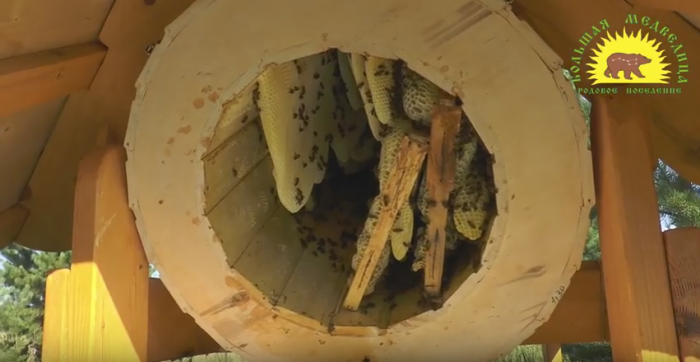 Свежее видео об опыте колодного пчеловодства в Большой Медведице