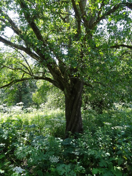 В краю одичавшего Эдема: древние черкесские лесосады
