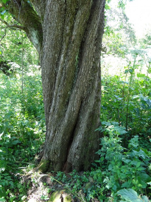 В краю одичавшего Эдема: древние черкесские лесосады