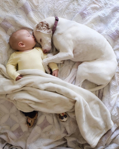 Собака, спасенная от живодеров, ложится спать рядом с младенцем. Интернет в восторге от этого зрелища!