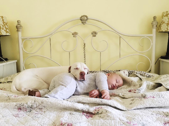 Собака, спасенная от живодеров, ложится спать рядом с младенцем. Интернет в восторге от этого зрелища!