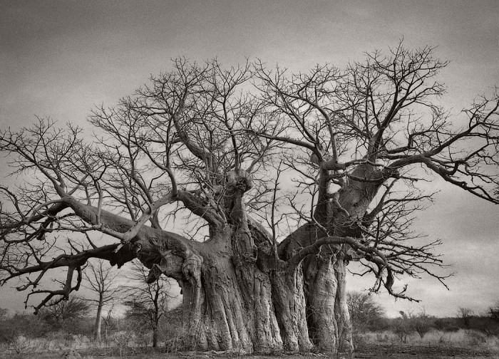 «Алмазные ночи» — проект фотографа из Сан-Франциско Бет Мун, которая фотографирует древние деревья, пострадавшие от космических лучей