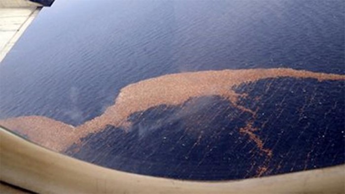 Фукусима отравила весь Тихий океан. Но вокруг катастрофы царит странный заговор молчания