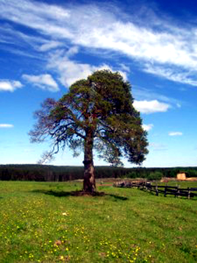 Почему деревья старше 150-200 лет встречаются только под “культурным” слоем (+Фото)