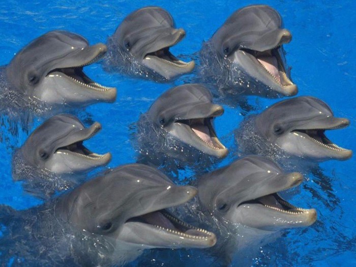 Индия признала дельфинов личностями и запретила дельфинарии