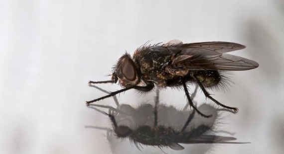 От истощения природных ресурсов спасут мухи (+Видео)