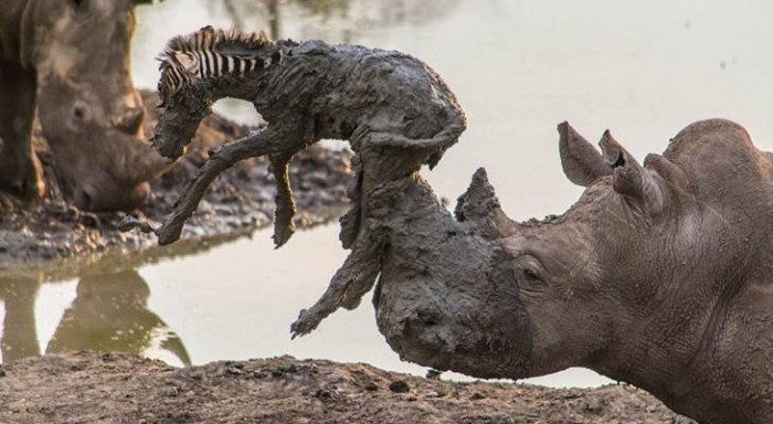 Носорог спас малыша зебры, вытащив его из грязи (+Фото)