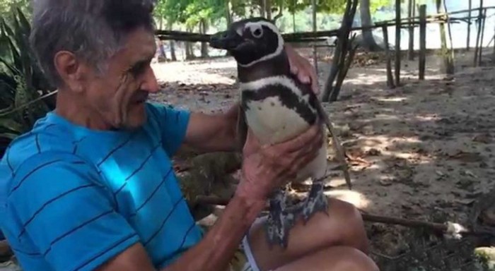 Пингвин проплыл более 20 000 километров ради встречи со спасителем
