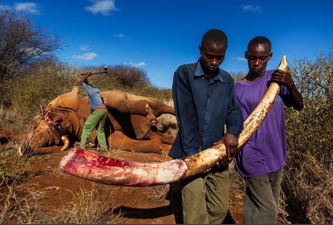 Цена слоновой кости... (+Фото)
