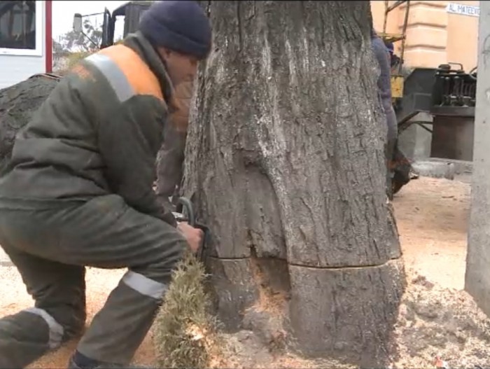 В Кишиневе продолжается вырубка деревьев (+ВИДЕО)