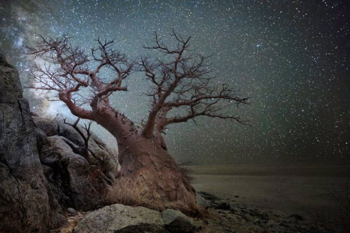 10 фотографий самых старых деревьев под звёздным небом