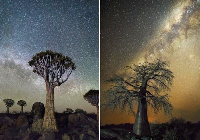 10 фотографий самых старых деревьев под звёздным небом