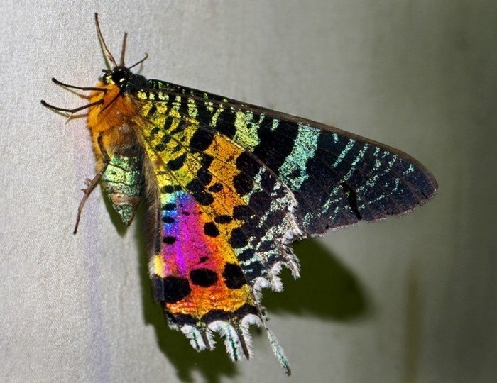 15 потрясающих насекомых, которые поражают своей красотой (+Видео)