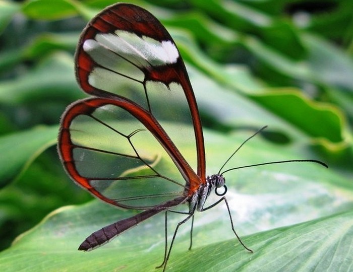 15 потрясающих насекомых, которые поражают своей красотой (+Видео)