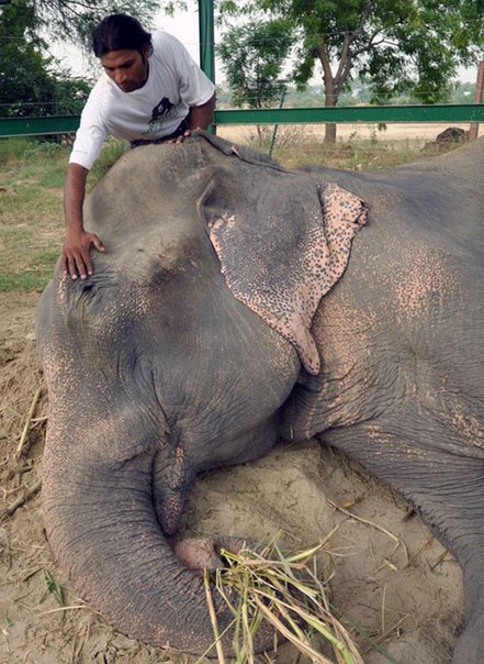 Слон, которого 50 лет держали в цепях, заплакал после освобождения (+Видео)
