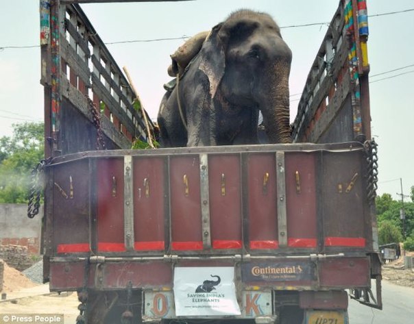 Слон, которого 50 лет держали в цепях, заплакал после освобождения (+Видео)