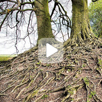 Поразительное открытие - деревья разговаривают друг с другом. Русские субтитры (Видео)