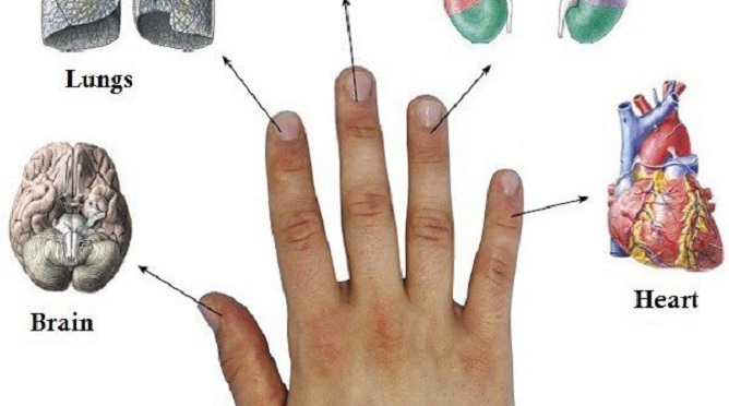 Каждый палец связан с двумя органами: японский метод лечения за 5 минут!