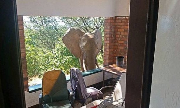 В Зимбабве раненный браконьерами слон пришел за помощью к людям
