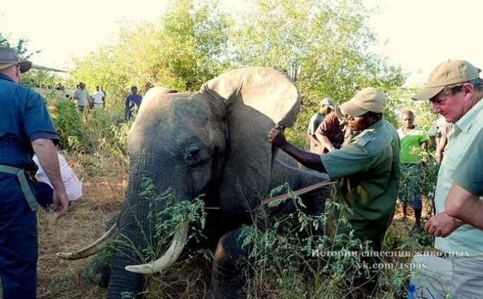 В Зимбабве раненный браконьерами слон пришел за помощью к людям