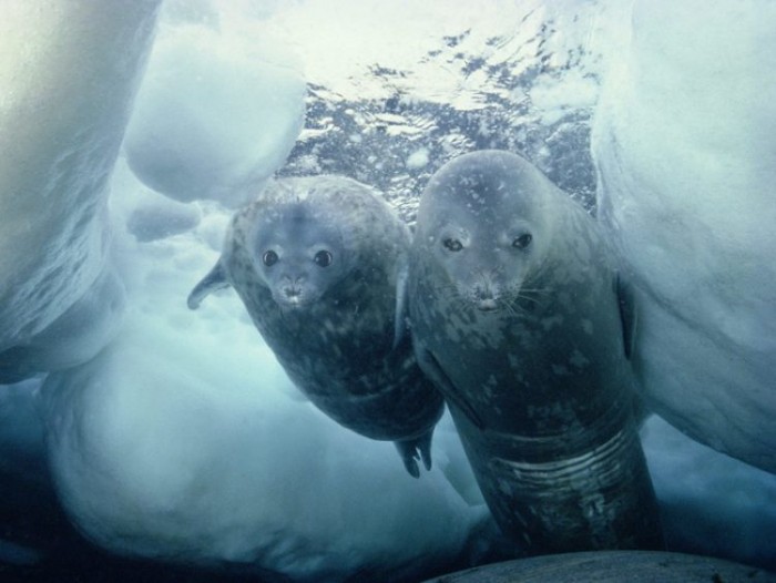 10 невообразимо крутых фактов об Антарктиде, которые вы могли не знать (+Фото)