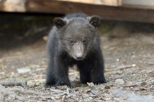 Бывший охотник на медведей, биолог Валентин Пажетнов, раскаялся и открыл детский сад для медвежат, оставшихся без родителей после сезона охоты! (+Фото)
