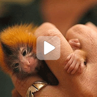 Уникальное видео! 10 самых маленьких животных в мире