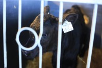Страшная тайна мясо-молочной индустрии. Расследование с дрона (Видео)