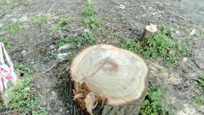 Вырублены 35 деревьев в парке ради спортивного комплекса