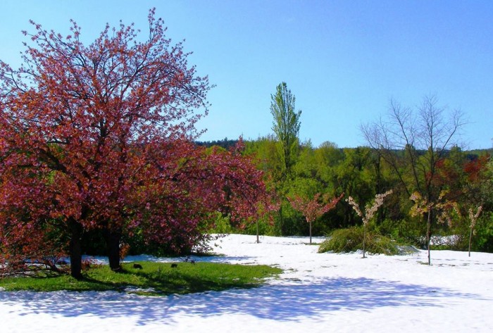 Ботанический сад после апрельских снегопадов стал еще красивее сильнее и лучше!