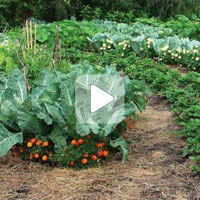 Выращивание еды с наименьшими затратами (Видео)