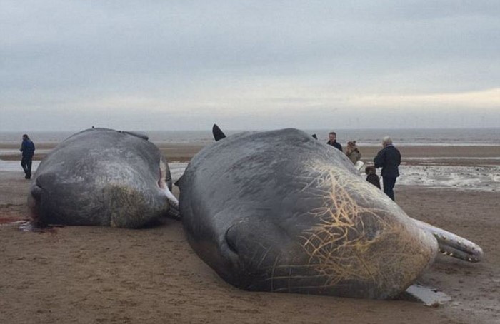На берег Северного моря выбросило 29 китов. То что обнаружилось у них в животах шокирует!
