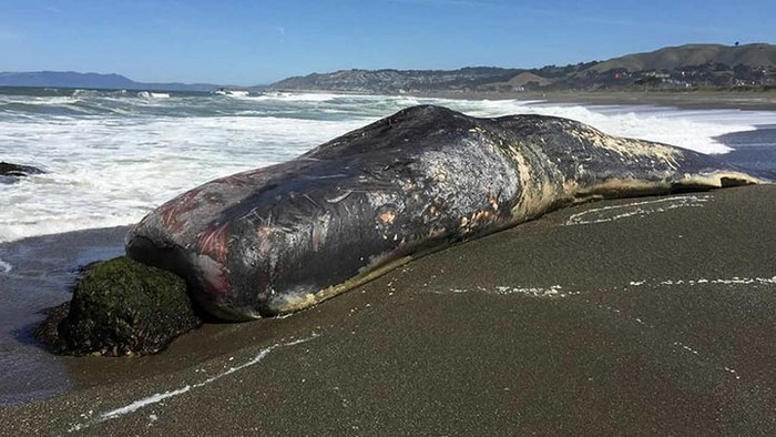 На берег Северного моря выбросило 29 китов. То что обнаружилось у них в животах шокирует!