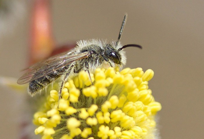 Интересные виды одиночных пчел, которые бывают в природе