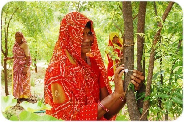 По одному плодовому дереву для каждой новорождённой девочки в Индии (+Фото)