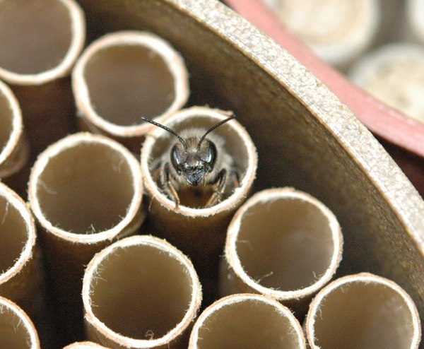 Осмии опыляют растения не хуже медоносных пчел (+Видео)