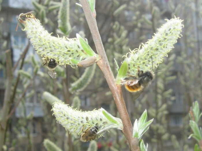 Осмии опыляют растения не хуже медоносных пчел (+Видео)